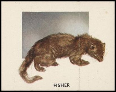 195 Fisher